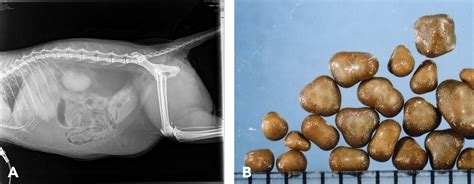 Urinary Stones (Uroliths, Calculi) in Cats .